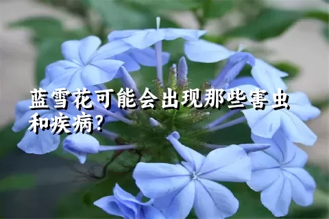 蓝雪花可能会出现那些害虫和疾病？