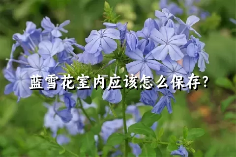 蓝雪花室内应该怎么保存？