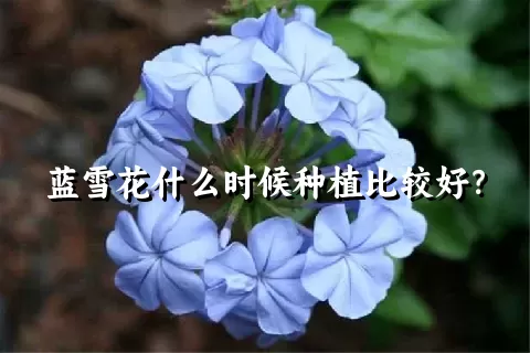 蓝雪花什么时候种植比较好？