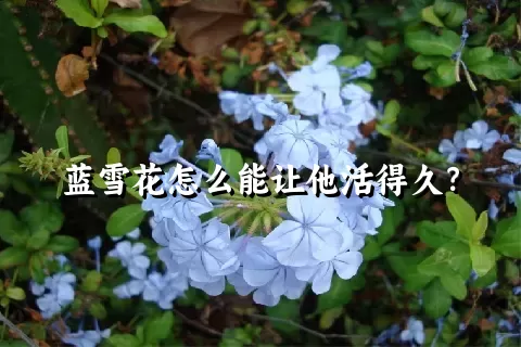 蓝雪花怎么能让他活得久？