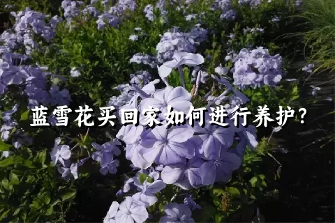 蓝雪花买回家如何进行养护？