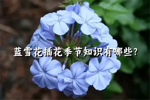 蓝雪花插花季节知识有哪些？