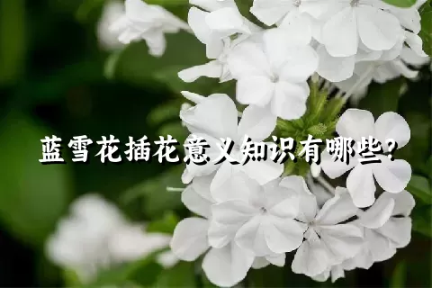 蓝雪花插花意义知识有哪些？