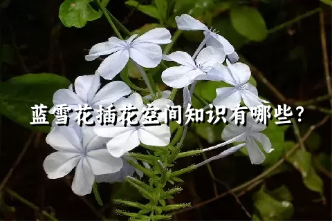 蓝雪花插花空间知识有哪些？