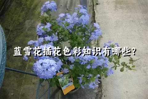 蓝雪花插花色彩知识有哪些？