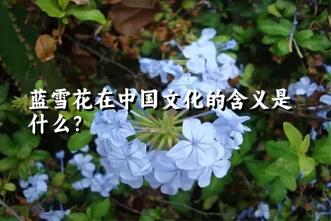 蓝雪花在中国文化的含义是什么？