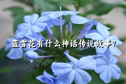 蓝雪花有什么神话传说故事？