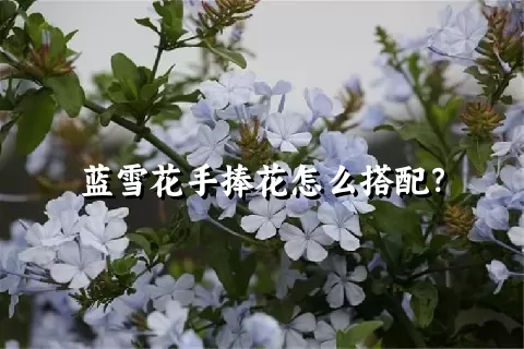 蓝雪花手捧花怎么搭配？