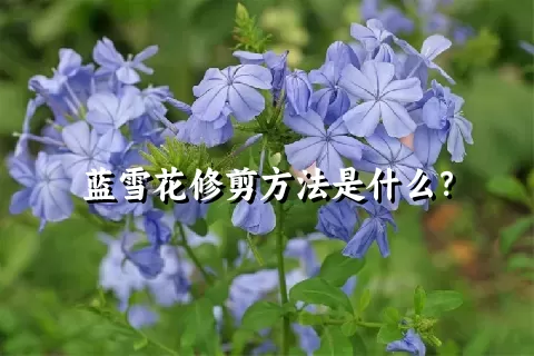 蓝雪花修剪方法是什么？