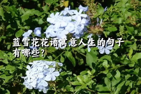 蓝雪花花语寓意人生的句子有哪些？