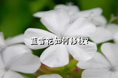 蓝雪花如何修枝？