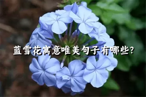 蓝雪花寓意唯美句子有哪些？