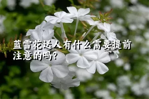 蓝雪花送人有什么需要提前注意的吗？