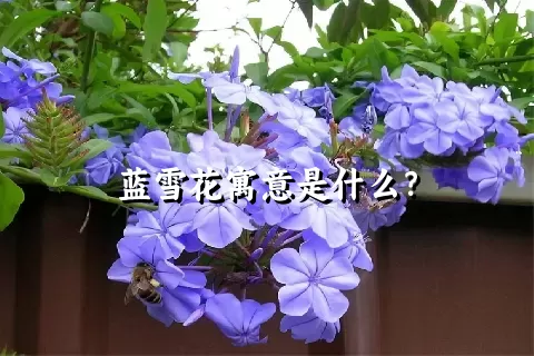 蓝雪花寓意是什么？