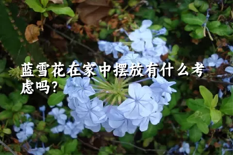 蓝雪花在家中摆放有什么考虑吗？