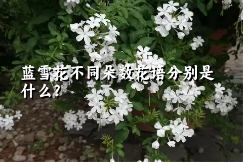 蓝雪花不同朵数花语分别是什么？