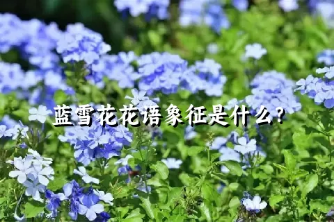 蓝雪花花语象征是什么？