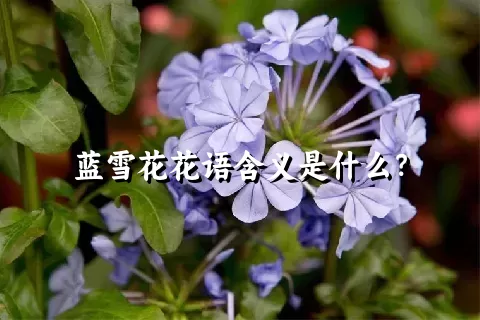 蓝雪花花语含义是什么？