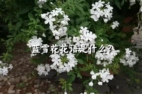 蓝雪花花语是什么？