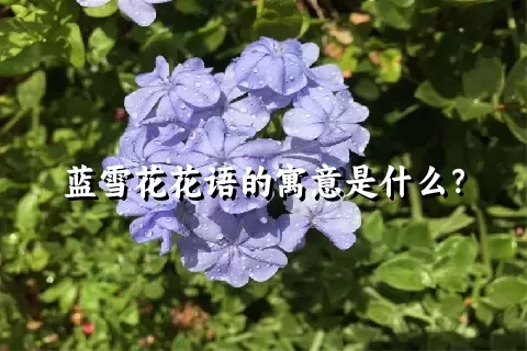 蓝雪花花语的寓意是什么？