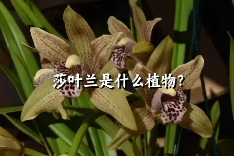 莎叶兰是什么植物？