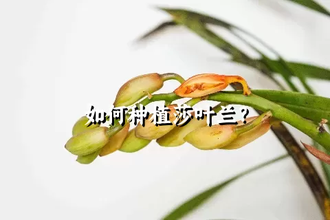 如何种植莎叶兰？