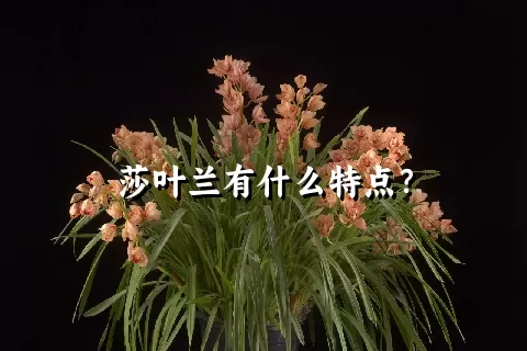 莎叶兰有什么特点？