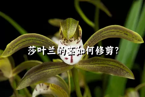 莎叶兰的茎如何修剪？