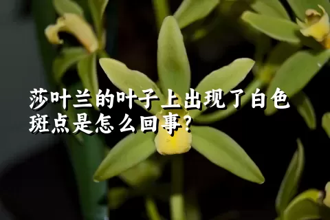 莎叶兰的叶子上出现了白色斑点是怎么回事？