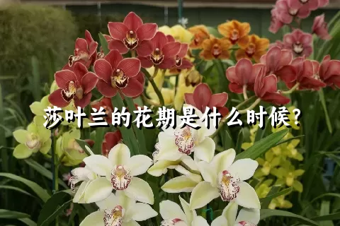 莎叶兰的花期是什么时候？