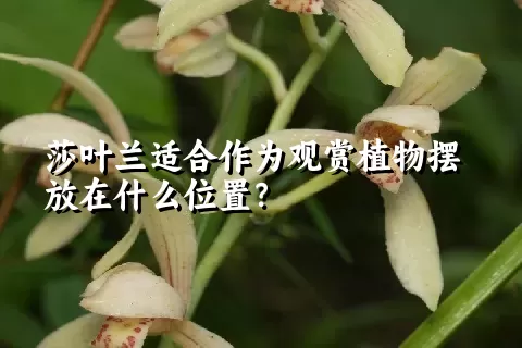 莎叶兰适合作为观赏植物摆放在什么位置？