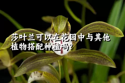 莎叶兰可以在花园中与其他植物搭配种植吗？