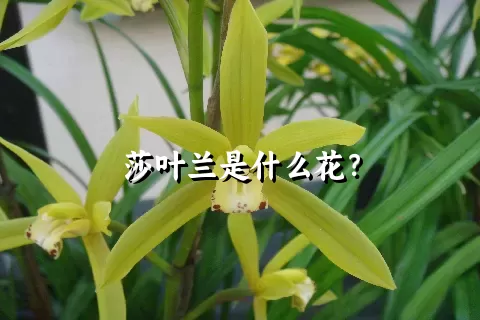 莎叶兰是什么花？