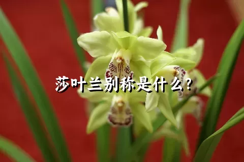 莎叶兰别称是什么？