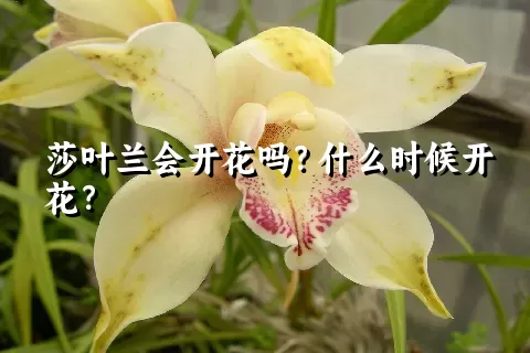 莎叶兰会开花吗？什么时候开花？