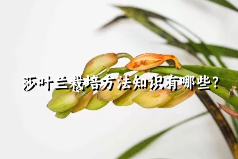 莎叶兰栽培方法知识有哪些？