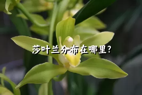 莎叶兰分布在哪里?