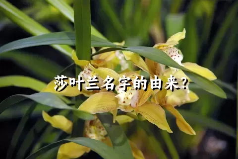 莎叶兰名字的由来？