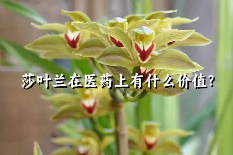 莎叶兰在医药上有什么价值？