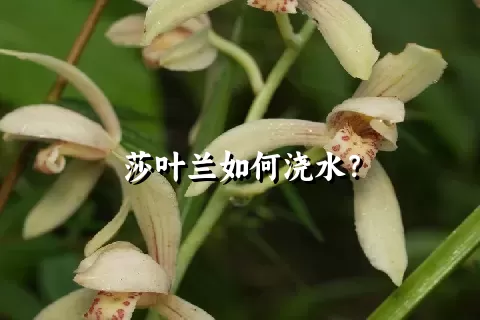 莎叶兰如何浇水？