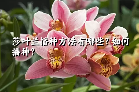 莎叶兰播种方法有哪些？如何播种？