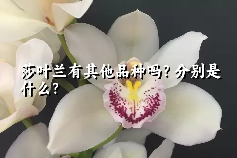 莎叶兰有其他品种吗？分别是什么？