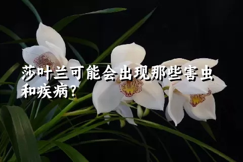 莎叶兰可能会出现那些害虫和疾病？