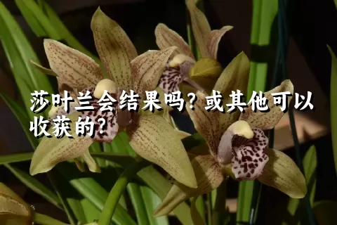 莎叶兰会结果吗？或其他可以收获的？