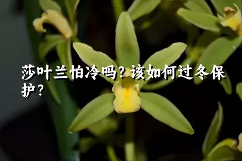 莎叶兰怕冷吗？该如何过冬保护？