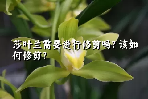 莎叶兰需要进行修剪吗？该如何修剪？