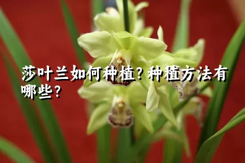 莎叶兰如何种植？种植方法有哪些？