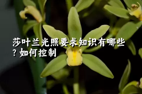 莎叶兰光照要求知识有哪些？如何控制