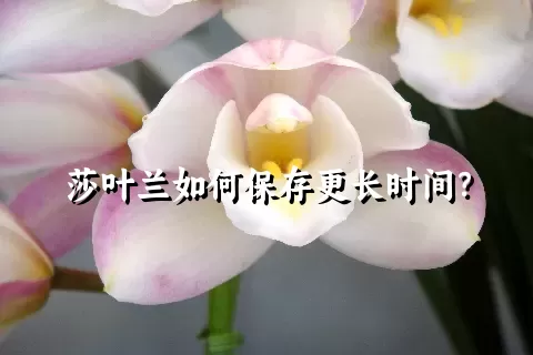 莎叶兰如何保存更长时间？