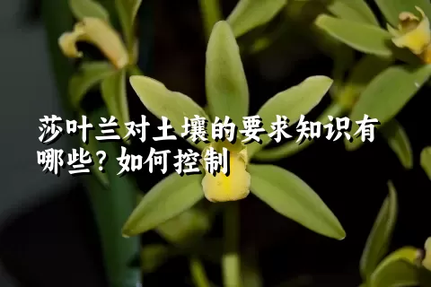 莎叶兰对土壤的要求知识有哪些？如何控制